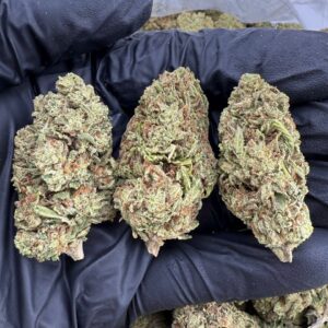 sour gummy strain