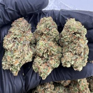 violet fog strain