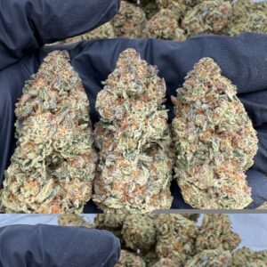 purple push pop strain